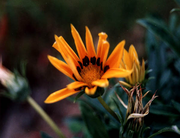 Une fleur