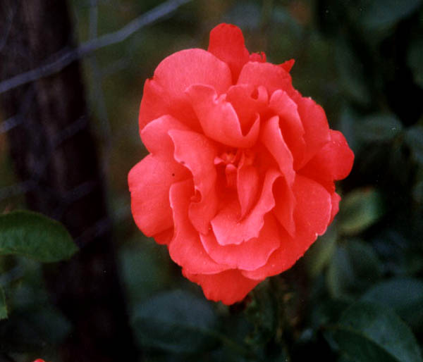 Une rose