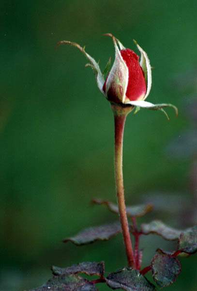 Un bouton de rose