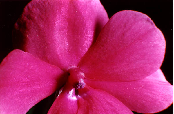 Macro essai