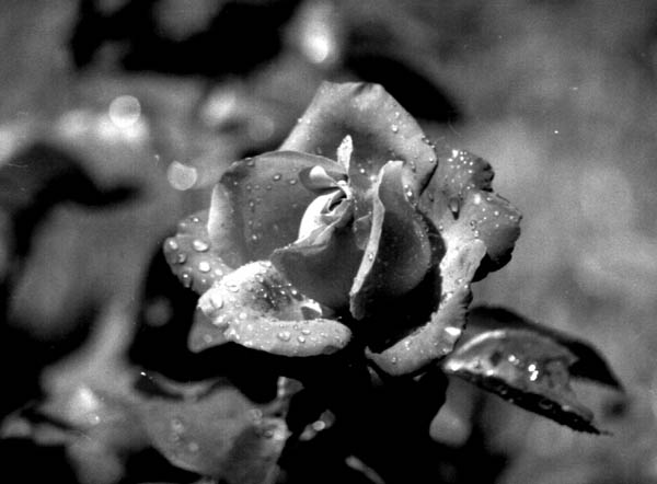 Une rose 