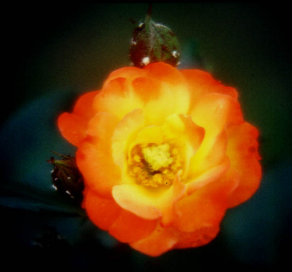 Une rose
