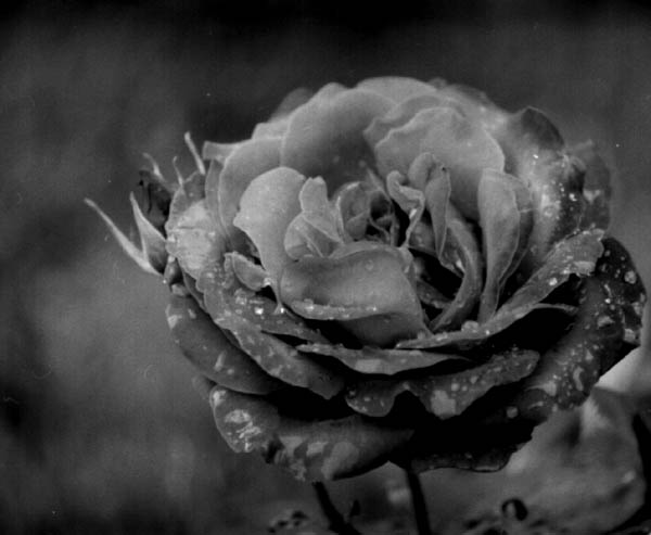 Une rose