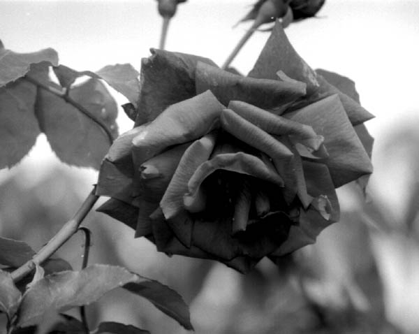 Une rose 