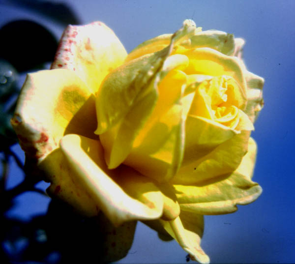 Une rose jaune