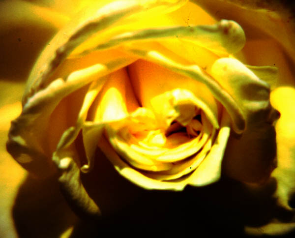 Unz rose jaune