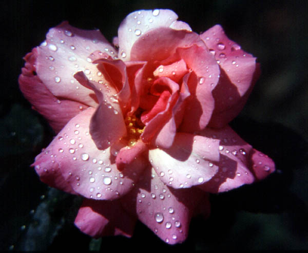 Ros&eacute;e sur une rose