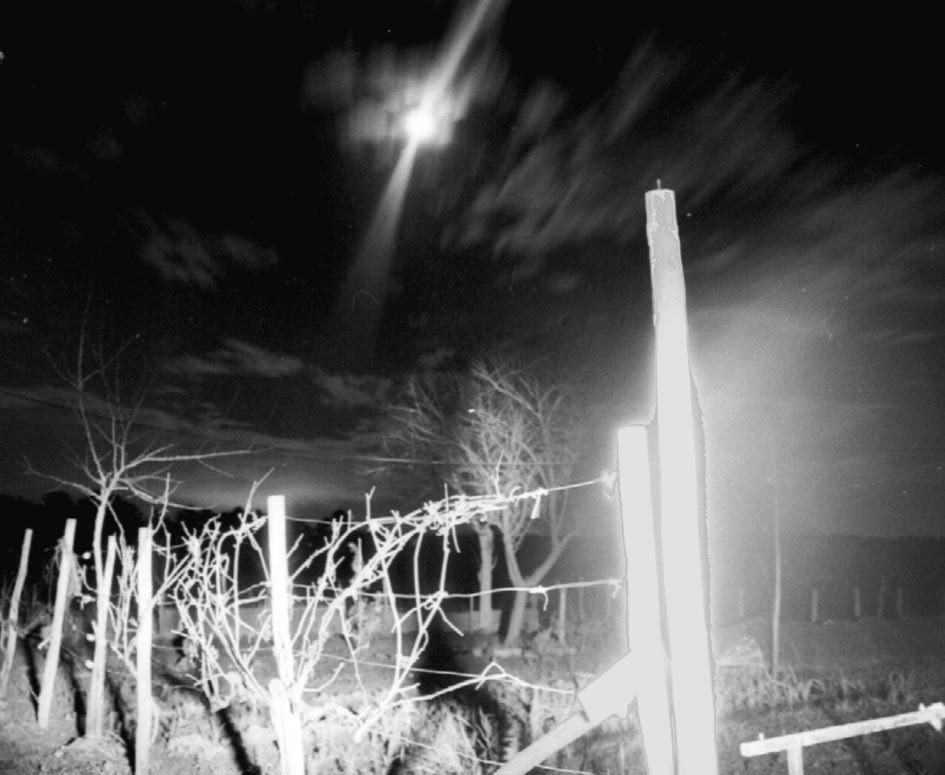Un jardin de nuit