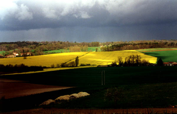 Un champ de colza